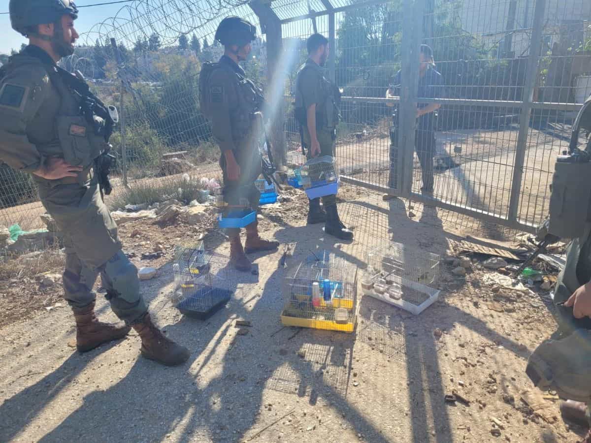 הפעילות להשבת הציפורים לטבע